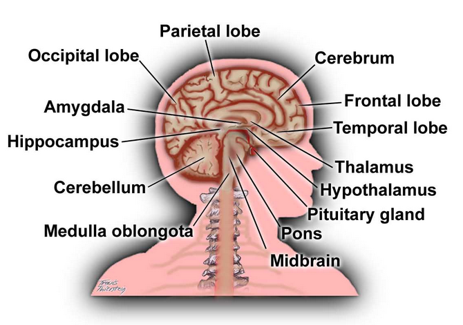 cerebro medical term